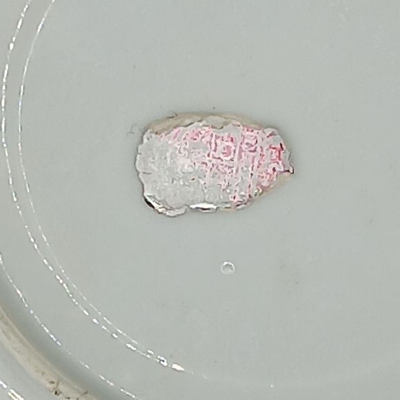 beautifull Rare Vintage Fine Porcelain Floral Saucer Normal Age Wear As Found - Picture 3 of 6